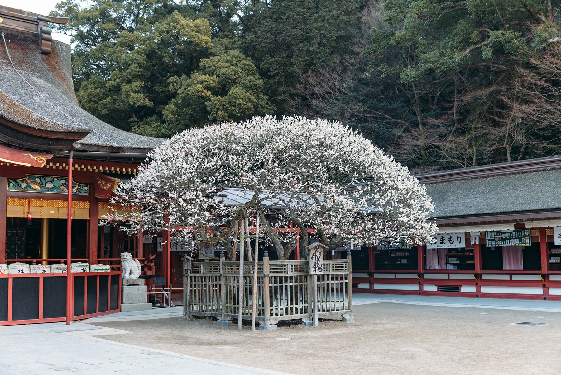 ⛩️ 다자이후 덴만구 이미지 7